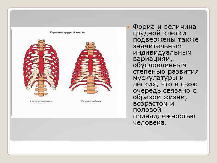 Патологические формы грудной клетки