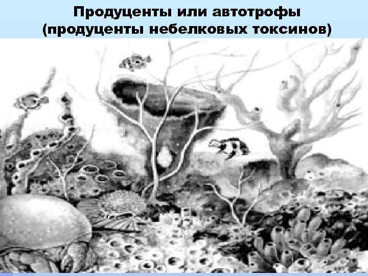 Продуценты или автотрофы (продуценты небелковых токсинов) 