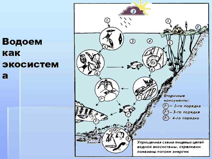 Водоем как экосистем а 