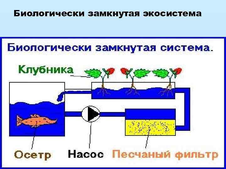 Биологически замкнутая экосистема 