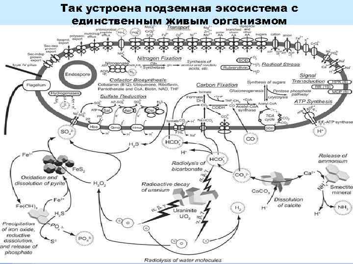 Так устроена подземная экосистема с единственным живым организмом 
