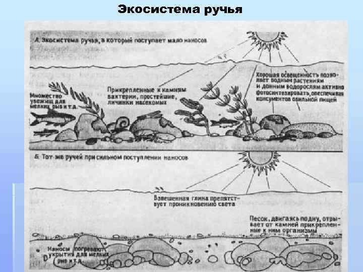 Экосистема ручья 