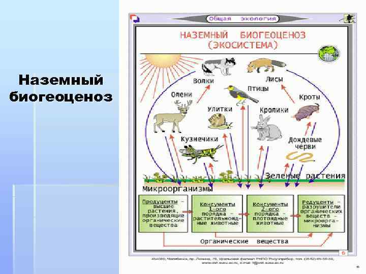Наземный биогеоценоз 