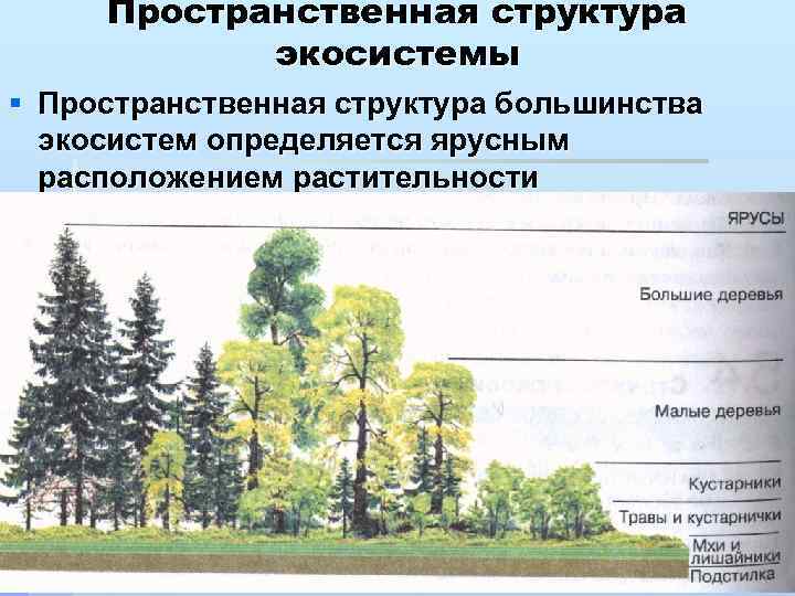 Пространственная структура экосистемы § Пространственная структура большинства экосистем определяется ярусным расположением растительности 