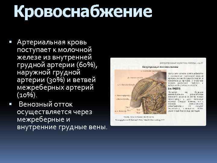 Кровоснабжение Артериальная кровь поступает к молочной железе из внутренней грудной артерии (60%), наружной грудной