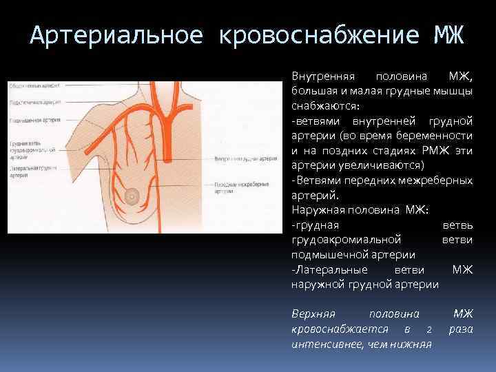 Артериальное кровоснабжение МЖ вн вв Внутренняя половина МЖ, большая и малая грудные мышцы снабжаются: