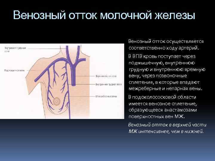 Венозный отток молочной железы Венозный отток осуществляется соответственно ходу артерий. В ВПВ кровь поступает