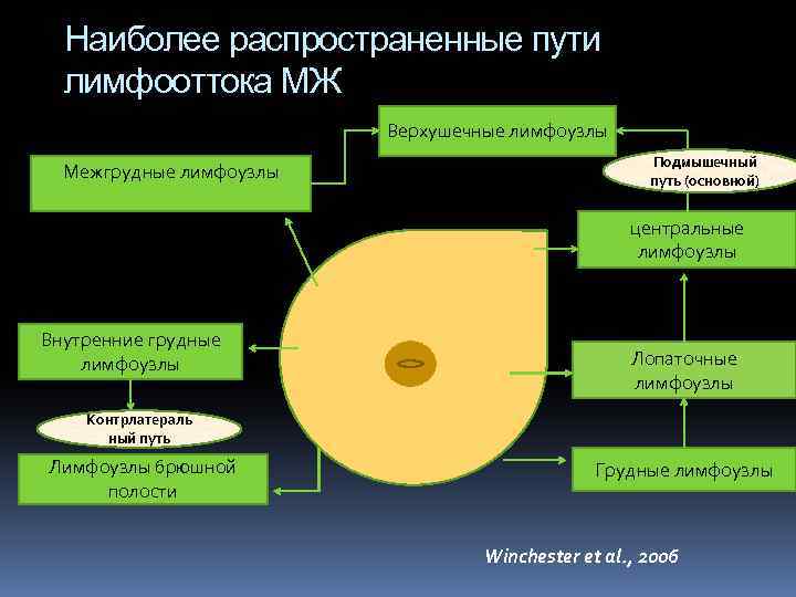 Наиболее распространенные пути лимфооттока МЖ Верхушечные лимфоузлы Межгрудные лимфоузлы Подмышечный путь (основной) центральные лимфоузлы