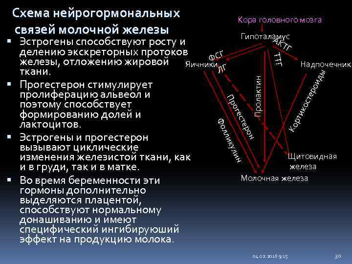Схема нейрогормональных связей молочной железы Кора головного мозга Гипоталамус АК ТГ ТТГ он Ко