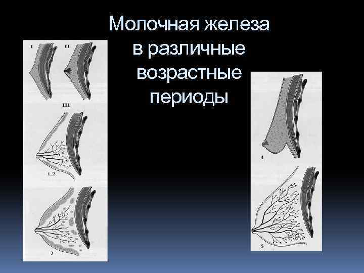 Молочная железа в различные возрастные периоды 
