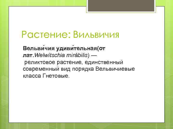 Растение: Вильвичия Вельви чия удиви тельная(от лат. Welwítschia mirábilis) — реликтовое растение, единственный современный