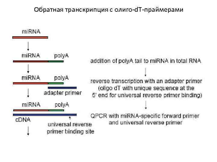 Обратная транскрипция с олиго-d. Т-праймерами 