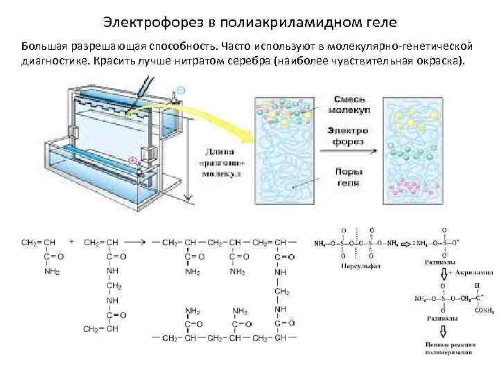 Карта в осу электрофорез