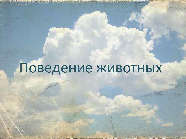 Поведение животных 