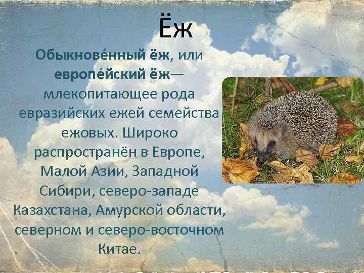 Ёж Обыкнове нный ёж, или европе йский ёж— млекопитающее рода евразийских ежей семейства ежовых.