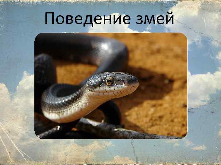 Поведение змей 