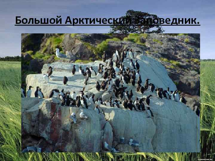 Большой Арктический Заповедник. 