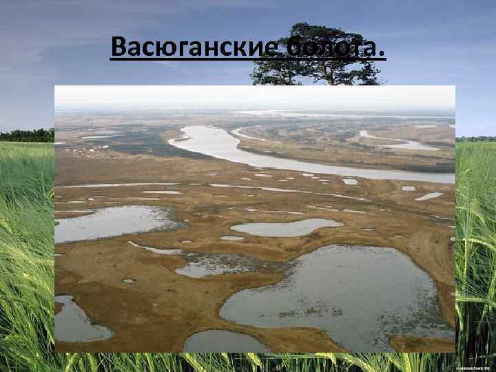 Васюганские болота. 