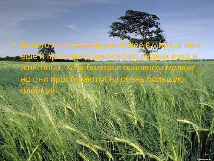  • Болото не только крупнейшее в мире, в нем еще и проживает множество