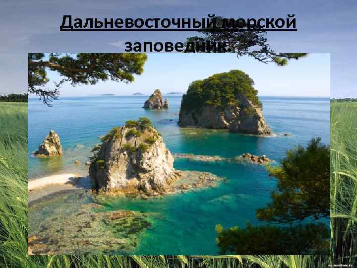 Дальневосточный морской заповедник. 