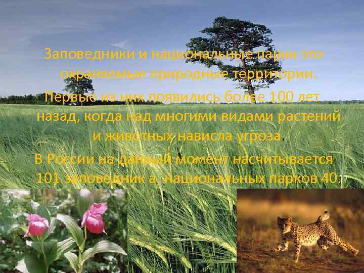  Заповедники и национальные парки это охраняемые природные территории. Первые из них появились более