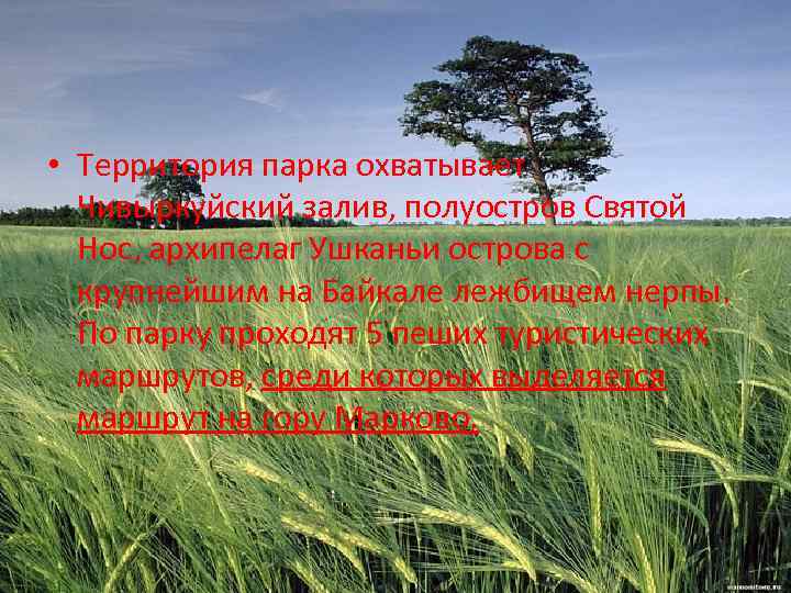  • Территория парка охватывает Чивыркуйский залив, полуостров Святой Нос, архипелаг Ушканьи острова с