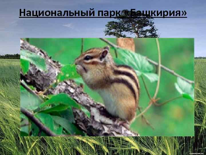 Национальный парк «Башкирия» 