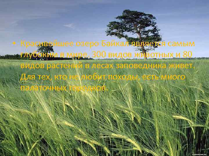  • Красивейшее озеро Байкал является самым глубоким в мире. 300 видов животных и