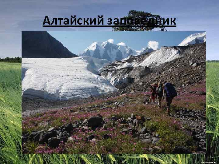Алтайский заповедник 