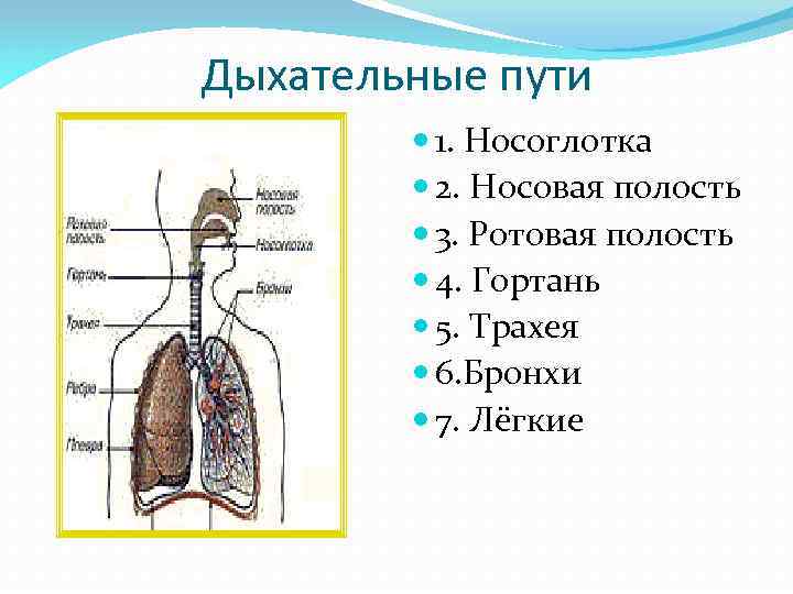 Дыхательные пути 1. Носоглотка 2. Носовая полость 3. Ротовая полость 4. Гортань 5. Трахея