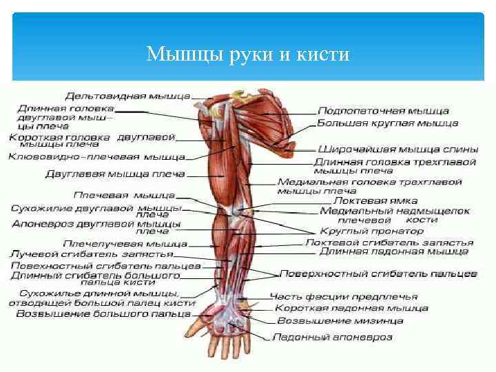Мышцы руки и кисти 