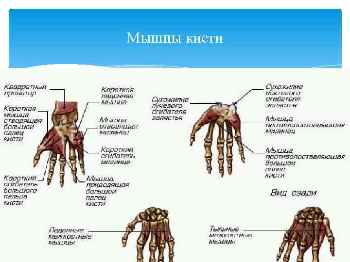 Мышцы кисти 