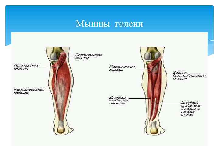 Мышцы голени 