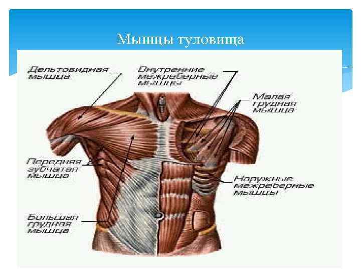 Мышцы туловища 