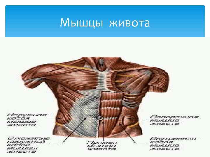 Мышцы живота 