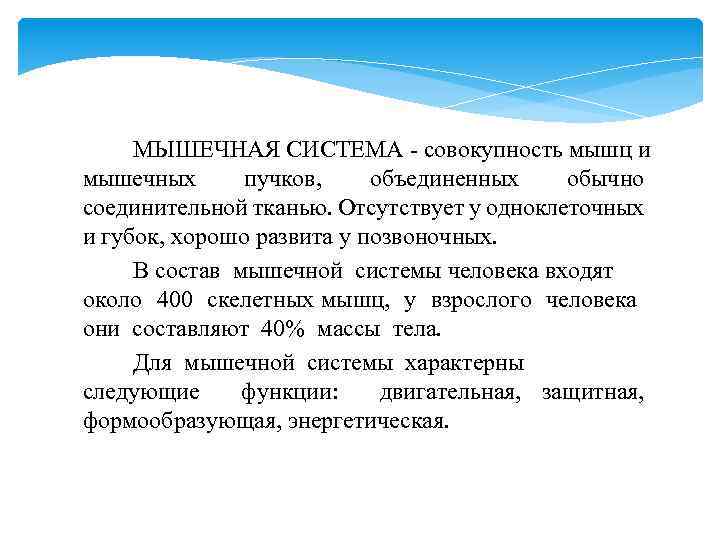 МЫШЕЧНАЯ СИСТЕМА - совокупность мышц и мышечных пучков, объединенных обычно соединительной тканью. Отсутствует у