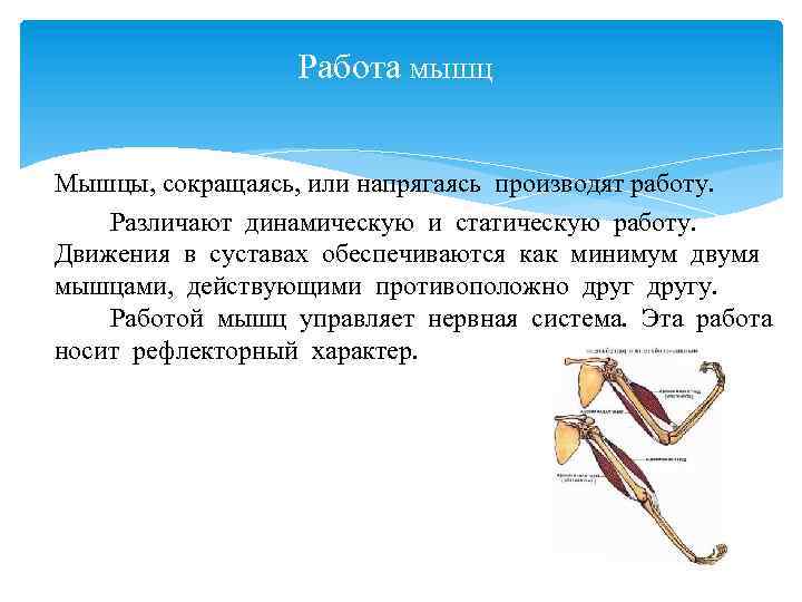 Практическая работа статическая и динамическая работа мышц