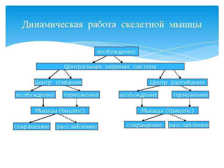 Динамическая работа скелетной мышцы возбуждение Центральная нервная система Центр сгибания возбуждение торможение Мышцы (бицепс)