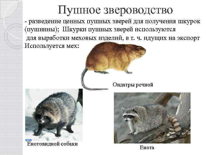 Клеточное звероводство презентация