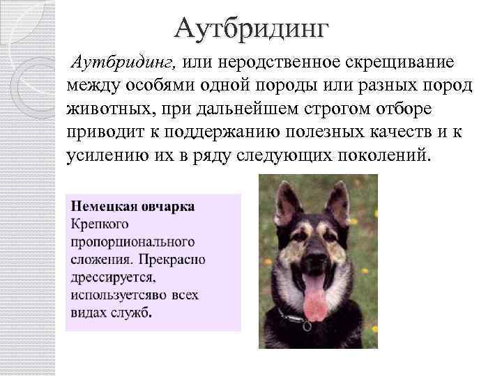 Аутбридинг, или неродственное скрещивание между особями одной породы или разных пород животных, при дальнейшем