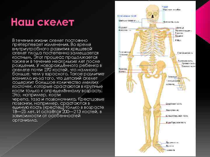 Наш скелет В течение жизни скелет постоянно претерпевает изменения. Во время внутриутробного развития хрящевой