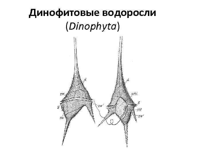Динофитовые водоросли (Dinophyta) 