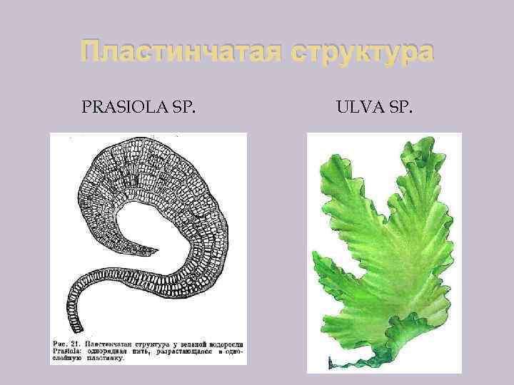 Чем представлено тело водорослей. Пластинчатая структура водорослей. Пластичная структура водорослей. Ламеллярная структура водорослей. Морфологические типы строения тела водорослей.