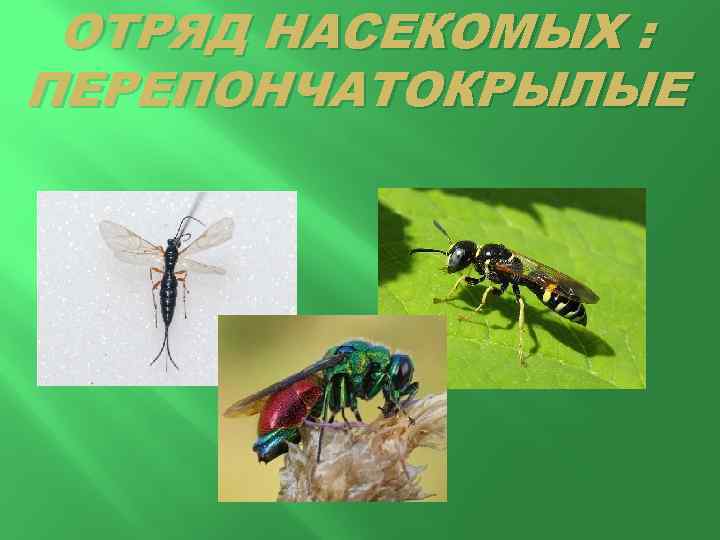 Отряд насекомых перепончатые