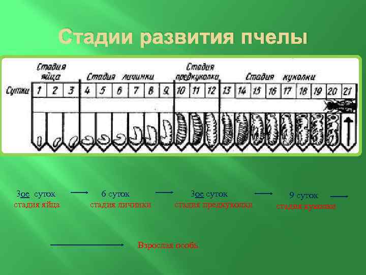 Стадии развития пчелы 3 ое суток стадия яйца 6 суток стадия личинки 3 ое