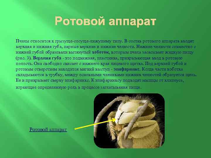 Ротовой аппарат Пчелы относится к грызуще-сосуще-лижушему типу. В состав ротового аппарата входят верхняя и