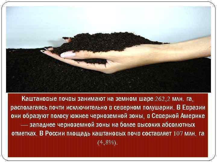 Каштановые почвы занимают на земном шаре 262, 2 млн. га, располагаясь почти исключи ельно