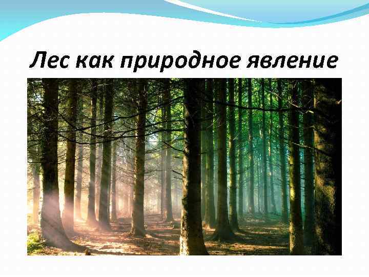 Лес как природное явление 