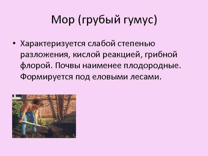 Мор (грубый гумус) • Характеризуется слабой степенью разложения, кислой реакцией, грибной флорой. Почвы наименее