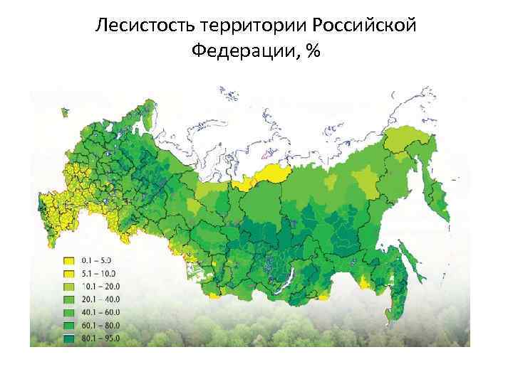 Карта лесов сибири